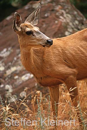 zion np - mule deer 021